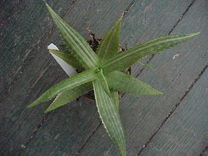 maculata VARIEGATA - Click Image to Close